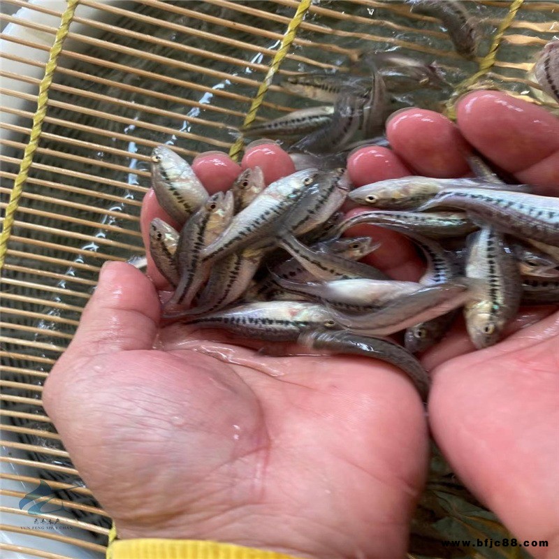 加州鱸冬苗價(jià)格 路亞鱸魚(yú)苗 加州鱸水花生長(zhǎng)速度快