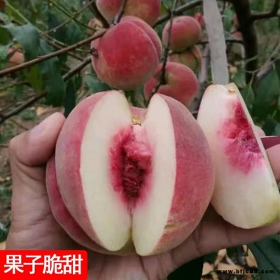 嫁接桃樹(shù)苗 早熟春雪桃樹(shù)苗 晚熟秋彤 冬桃苗