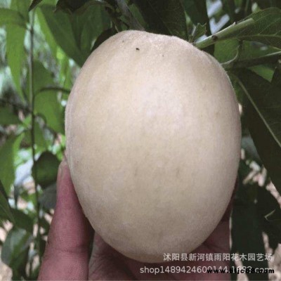 白如玉桃樹(shù)苗  水蜜桃黃桃  冬桃樹(shù)苗  當(dāng)年結(jié)果南方北方種植白如玉桃