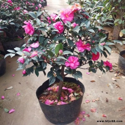 茶梅花苗 樹(shù)苗茶梅球    盆景冬茶梅四季開(kāi)花庭院
