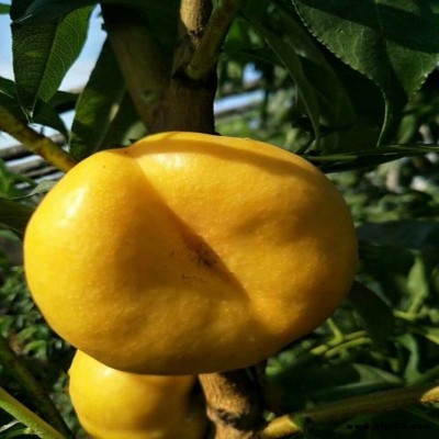 嫁接桃樹(shù)苗金秋王桃  冬油蟠桃樹(shù)苗   早晚熟地栽金秋王桃苗