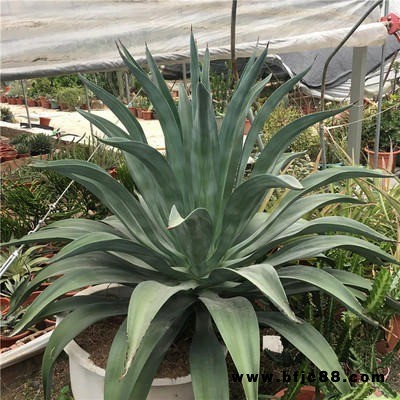 狐尾龍舌蘭大型景觀初綠龍舌蘭室內外沙漠景園多肉植物 佛塔柱 仙人柱 傳塔柱 青云龍 藍色仙人柱 藍柱南美翁稀品種