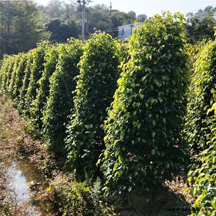 漳州垂葉榕基地 批發垂葉榕柱 園林綠化垂葉榕 垂葉榕柱報價