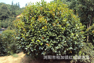 冬青培育基地大量供應冬青小苗 冬青柱 60-160公分高 規格齊全示例圖11
