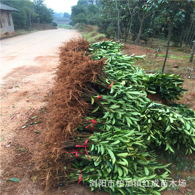 冬青培育基地大量供應冬青小苗 冬青柱 60-160公分高 規格齊全示例圖21
