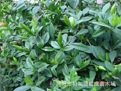 柱形冬青 80公分-1.5米高冬青柱 現(xiàn)貨批發(fā) 量大從優(yōu) 品質(zhì)優(yōu)異示例圖7
