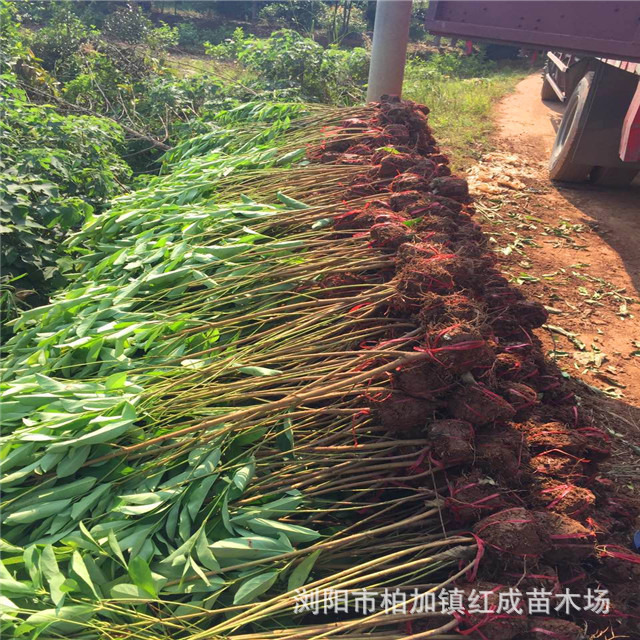 柱形冬青 80公分-1.5米高冬青柱 現(xiàn)貨批發(fā) 量大從優(yōu) 品質(zhì)優(yōu)異示例圖4
